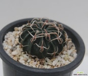 homalocephale texensis 광자능파 : 선인장 - 엑스플랜트 homalocephale texensis  광자능파 : 선인장 - 엑스플랜트