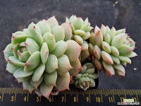 데렌베르기1-1168 - 엑스플랜트