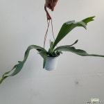 행잉박쥐란 비푸카텀 공중식물 35-60cm 149 : 공기정화식물 - 엑스플랜트 행잉박쥐란 비푸카텀  공중식물 35-60cm 149 : 공기정화식물... 