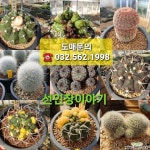 밧데리선인장.실생(11) : 선인장 - 엑스플랜트