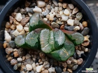 대경만상 9-79 : 하월시아 - 엑스플랜트