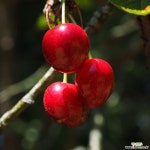 체리나무 체리묘목 조대과 채리나무 접목 1년 특묘 : 과일/열매 나무 묘목 - 엑스플랜트