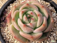 순정 환엽젤리 - 엑스플랜트