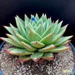 명작금B56 경매-다육식물 명작금B56 경매-다육식물  