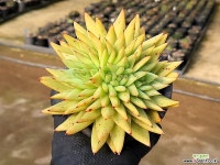 새벽별철화 22-47 : 다육식물 - 엑스플랜트