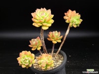 마커스 27-126 : 다육식물 - 엑스플랜트