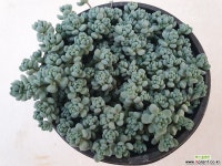 희성미인T20465 - 엑스플랜트