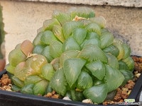 하월시아 머스캣 102-1988 : 하월시아 - 엑스플랜트