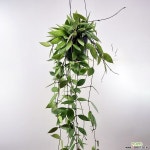 호야메모리아4인치 : 공기정화식물 - 엑스플랜트