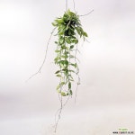 호야메모리아4인치 : 공기정화식물 - 엑스플랜트