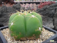 짐노 0214 - 엑스플랜트