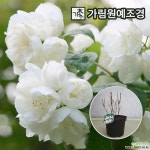 고광나무 묘목 스노우벨(겹꽃) 개화주 가림원예조경 : 꽃나무 묘목 - 엑스플랜트