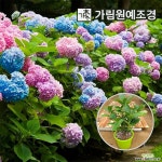 정원수국 묘목 모음전 가림원예조경 : 꽃나무 묘목 - 엑스플랜트