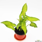 들꽃향기 공기정화 싱고니움 옴마니 식집사들의 플렌테이션 : 공기정화식물 - 엑스플랜트