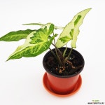 공기정화 싱고니움 매직마블 식집사들의 플렌테이션 : 공기정화식물 - 엑스플랜트