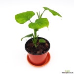 들꽃향기 필로덴드론 페루 식집사들의 플렌테이션 : 공기정화식물 - 엑스플랜트