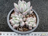 사랑미인-026 : 다육식물 - 엑스플랜트