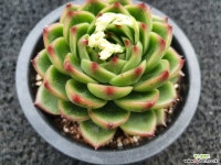 에케문스톤-026 : 다육식물 - 엑스플랜트