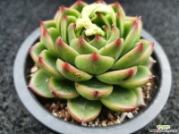 에케문스톤-026 : 다육식물 - 엑스플랜트