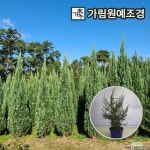 블루엔젤 4치포트 키120/150/200cm 분묘 상록수 가림원예조경 : 조경나무 묘목 - 엑스플랜트