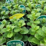 스피아 민트1+1 : 공기정화식물 - 엑스플랜트