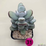 P31-박울복랑 - 엑스플랜트