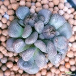 산아래다육풍경 | 당선 특가로드려요 0237 산아래다육이 : 다육식물 - 엑스플랜트 당선 특가로드려요 0237 산아래다육이 : 다육식물 - 엑스플랜트