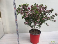 사계보르니아 대 : 야생화 - 엑스플랜트