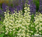 밥티시아 뿌리 (바닐라 크림) : 야생화 - 엑스플랜트