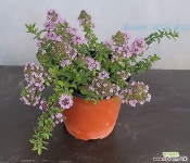 노지월동 되는 (울릉도 섬백리향) : 야생화 - 엑스플랜트