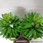 나리꽃069(개당) : 공기정화식물 - 엑스플랜트