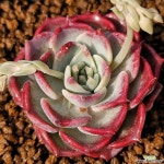 러블리엘39 - 엑스플랜트