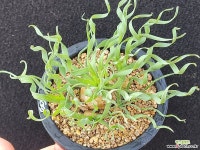 콩코르디아 : 다육식물 - 엑스플랜트