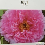[진아플라워] 탐스러운 목단화 모란꽃 묘목 핑크 290 : 공기정화식물 - 엑스플랜트