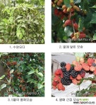 수퍼 오디나무 묘목 왕오디 뽕나무 : 과일/열매 나무 묘목 - 엑스플랜트 수퍼 오디나무 묘목  왕오디 뽕나무 : 과일/열매 나무 묘목 - 엑스플랜트