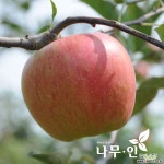사과나무 묘목 접목1년 : 과일/열매 나무 묘목 - 엑스플랜트