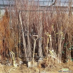 서양자두나무 묘목 푸룬 (슈가) 접목1년특묘 [같이가치농원] : 과일/열매 나무 묘목 - 엑스플랜트