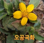 XX오공국화(오공구르마)-소품 : 야생화 - 엑스플랜트