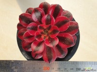 메듀사금02398 : 다육금 - 엑스플랜트