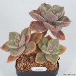 2797연봉 - 엑스플랜트