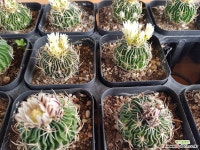 축옥-꽃색깔 미지정시 랜덤발송되요 : 선인장 - 엑스플랜트