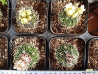 축옥-꽃색깔 미지정시 랜덤발송되요 : 선인장 - 엑스플랜트