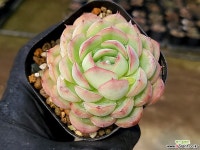 하월야 16-52 : 다육식물 - 엑스플랜트