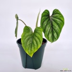 플로우마니네로우폼필로덴드론(사진배송) : 공기정화식물 - 엑스플랜트