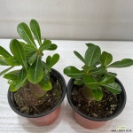 석화 2개묶음 공기정화식물 반려식물 온누리꽃농원 : 아프리카식물(코덱스) - 엑스플랜트