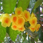 황금동백씨앗(10립)개 : 꽃/야생화 씨앗 - 엑스플랜트