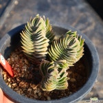 부다템플 290310 : 다육식물 - 엑스플랜트