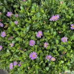 사계국화 보라 : 야생화 - 엑스플랜트