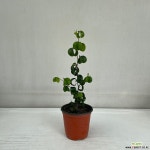 바로크벤자민 공기정화식물 반려식물 온누리꽃농원 : 공기정화식물 - 엑스플랜트