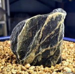 바위솔 화분장식용 자연석 : 바위솔 - 엑스플랜트